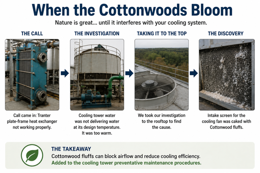 cottonwoods